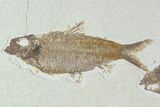 Fossil Fish Plate (Diplomystus & Knightia) - Wyoming #94189-2